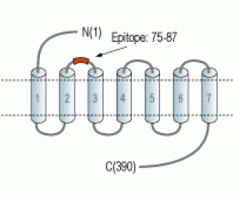 Human Histamine H4 Receptor/HRH4 (extracellular) Blocking Peptide