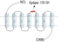 Anti-Histamine H1  Receptor/HRH1 (extracellular) Antibody