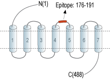 Anti-Histamine H1  Receptor/HRH1 (extracellular) Antibody