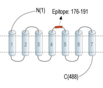 Histamine H 1  Receptor/HRH1 (extracellular) Blocking Peptide