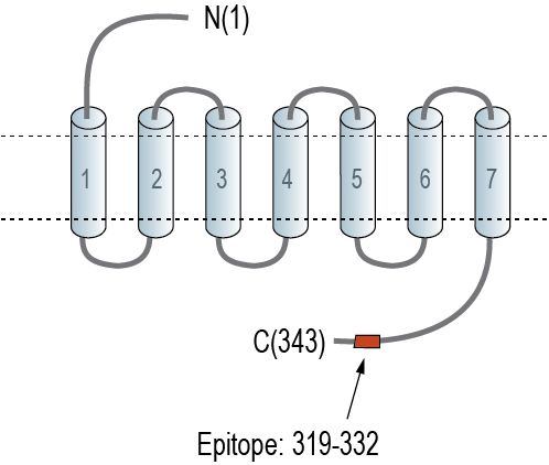 Anti-GPR81/HCAR1 Antibody