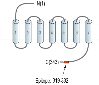 GPR81/HCAR1 Blocking Peptide