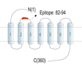 GPR109A/HCAR2 (extracellular) Blocking Peptide