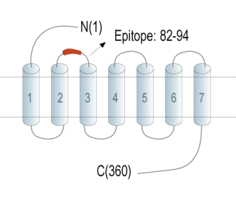 GPR109A/HCAR2 (extracellular) Blocking Peptide