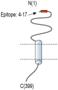 Anti-Stomatin-like Protein 1 (extracellular) Antibody