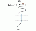 Stomatin-like Protein 1 (extracellular) Blocking Peptide