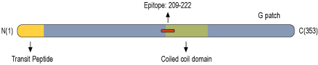 Anti-STOML2/SLP-2 Antibody