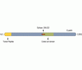 STOML2/SLP-2 Blocking Peptide