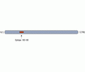 Gephyrin Blocking Peptide