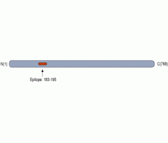 Gephyrin Blocking Peptide