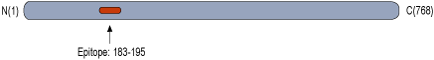 Anti-Gephyrin Antibody