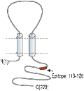 Anti-Sigma-1 Receptor Antibody