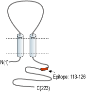 Anti-Sigma-1 Receptor Antibody