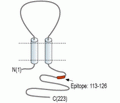 Sigma-1 Receptor Blocking Peptide