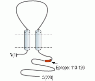 Sigma-1 Receptor Blocking Peptide
