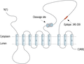 Anti-Presenilin-1 Antibody