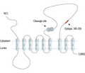 Presenilin-1 Blocking Peptide