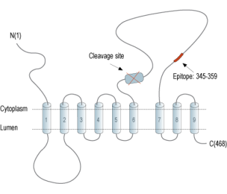 Presenilin-1 Blocking Peptide