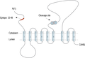Anti-Presenilin-2 Antibody