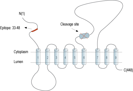 Anti-Presenilin-2 Antibody