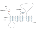 Presenilin-2 Blocking Peptide