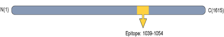 Anti-RIM1 Antibody