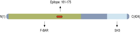 Anti-PACSIN3 Antibody