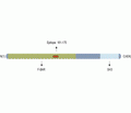PACSIN3 Blocking Peptide