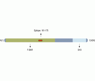 PACSIN3 Blocking Peptide
