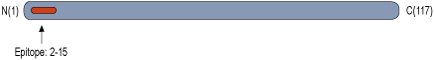 Anti-GABARAP Antibody