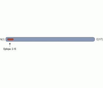GAP43 Blocking Peptide
