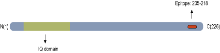 Anti-GAP43 Antibody