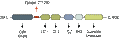 Anti-CASK Antibody