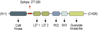 Anti-CASK Antibody