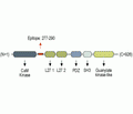CASK Blocking Peptide