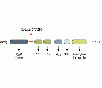 CASK Blocking Peptide