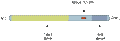 Anti-PACSIN1 Antibody