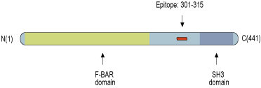 Anti-PACSIN1 Antibody