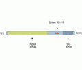 PACSIN1 Blocking Peptide