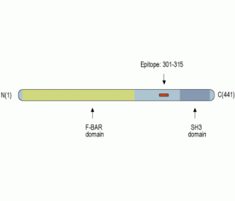 PACSIN1 Blocking Peptide