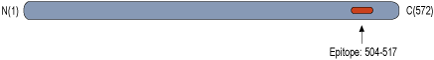 Anti-CRMP2 Antibody