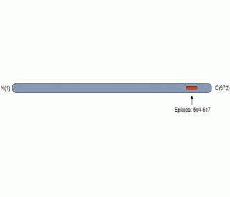 CRMP2 Blocking Peptide
