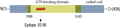 Anti-Septin-7 Antibody