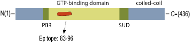 Anti-Septin-7 Antibody