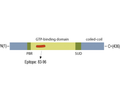 Septin-7 Blocking Peptide