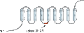 Anti-Ferroportin (SLC40A1) Antibody