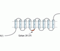 Ferroportin/SLC40A1 Blocking Peptide