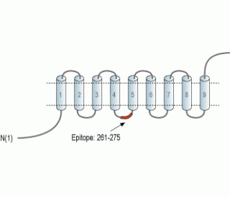 Ferroportin/SLC40A1 Blocking Peptide