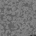 AKATA cell