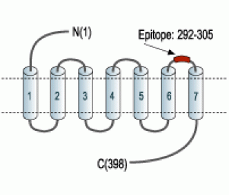 KISS1 Receptor/GPR54 (extracellular) Blocking Peptide